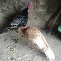 بوقلمون‌نرماد‌