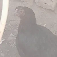 جوجه بوقلمون . بوقِلمون مرغ لارئ|حیوانات مزرعه|نیشابور, رنج آباد|دیوار