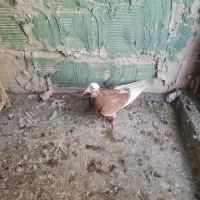 تعدادی کبوتر یا کفتر|پرنده|مشهد, شهید قربانی|دیوار