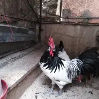 بلدرچین کوهی وتخم نطفه دار لاکنولدر وبراکل سیلور