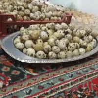 فروش تخم بلدرچین