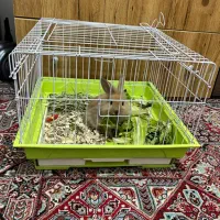 خرگوش مینیاتوری