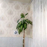 گل دیفن باخیا