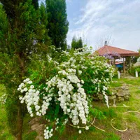 اگه عاشق ویلا باغ اصیل شمالی 6000متری سنددار بفرما