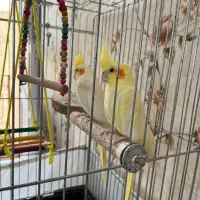 عروس هلندی مولد