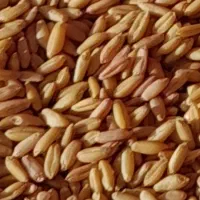 بذر گندم دیم