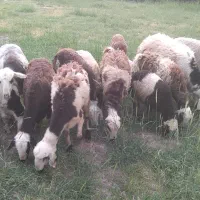 ۹ راس میش وبره ماده داشتی ویک قوچ جوان