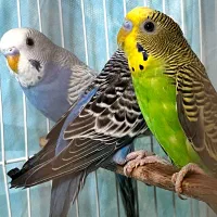 فروش ۵ عدد مرغ عشق سالم و خوشرنگ|پرنده|مشهد, شهید رضوی|دیوار