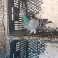 کبوتر پلاکی|پرنده|قلعه قاضی, |دیوار