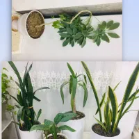 گل آپارتمانی