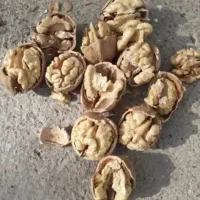 گردو سهرورد