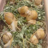 حلزون آلبینو مولد