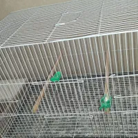 قفس عروس هلندی
