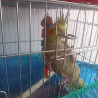 عروس هلندی نر