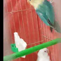 ....|پرنده|هندیجان, |دیوار