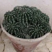 فروش کاکتوس آچینو (زیبا و کمیاب)|گل و گیاه طبیعی|اسالم, |دیوار