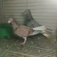 کبوتر سرور دم سفید|پرنده|یزد, |دیوار