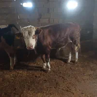 دوعد گوساله نرسیمینتال