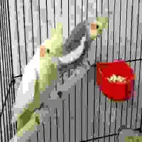 یه جفت عروس هلندی