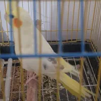 عروس هلندی|پرنده|بندرعباس, |دیوار