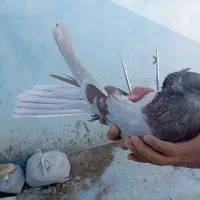 کبوتر|پرنده|شهرکرد, |دیوار