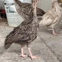 جوجه بوقلمون