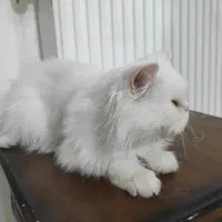 دو عدد گربه پرشین|گربه|مشهد, هفت تیر (نه دره)|دیوار