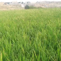 زمین برای اجاره دارم