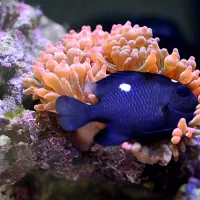 ابشوردامسل ۳ خال