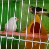 3عدد فنچ بالغ با قفس ولوازم|پرنده|مشهد, انقلاب|دیوار