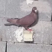 کبوتر|پرنده|داراب, |دیوار