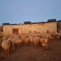 گوسفند دامازدیخ