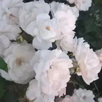 پوشاک رایگان