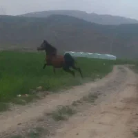 اسب|اسب و تجهیزات اسب‌سواری|شیراز, باجگاه|دیوار