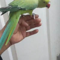 طوطی ملنگو ماده|پرنده|نیشابور, بنیاد شهید|دیوار