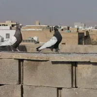کبوتر یا کفتر بهبانی سینه ماده|پرنده|مرودشت, بهارستان|دیوار