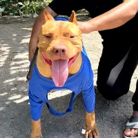 Pitbull|سگ|کرمان, |دیوار
