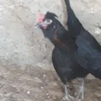 تخم مرغ نطفه دار از بهترین مولدها۳۷عدد|حیوانات مزرعه|شیراز, آزادگان|دیوار