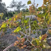 فروش باغ مشجرگوگان محله ایستگاه راه آهن گوگان|فروش دفتر صنعتی، کشاورزی، تجاری|گوگان, |دیوار