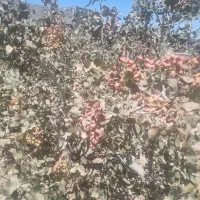 زمین فروشی پشت هتل علمدار