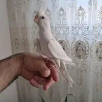 جفت عروس هلندی معاوضه با قناری