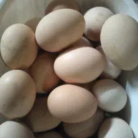 تخم مرغ نطفه دار