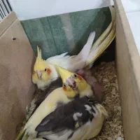 عروس پاریس دو جفت البنیو لتینیو|پرنده|حمیدیه, |دیوار