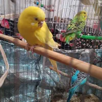 مرغ عشق|پرنده|تهران, شهرک ابوذر|دیوار