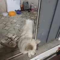 واگذاری،سگ اشپیتز