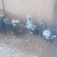۶ تا کفتر خوب پرشی جا ندارم