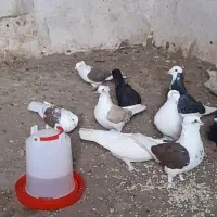 ۱۰ عدد کبوتر خوشگل|پرنده|کالپوش, |دیوار