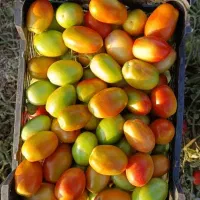 گوجه دورنگ تخم مرغی متین