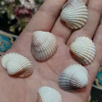 گمشده مدارک