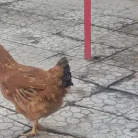 قیمت توافقی